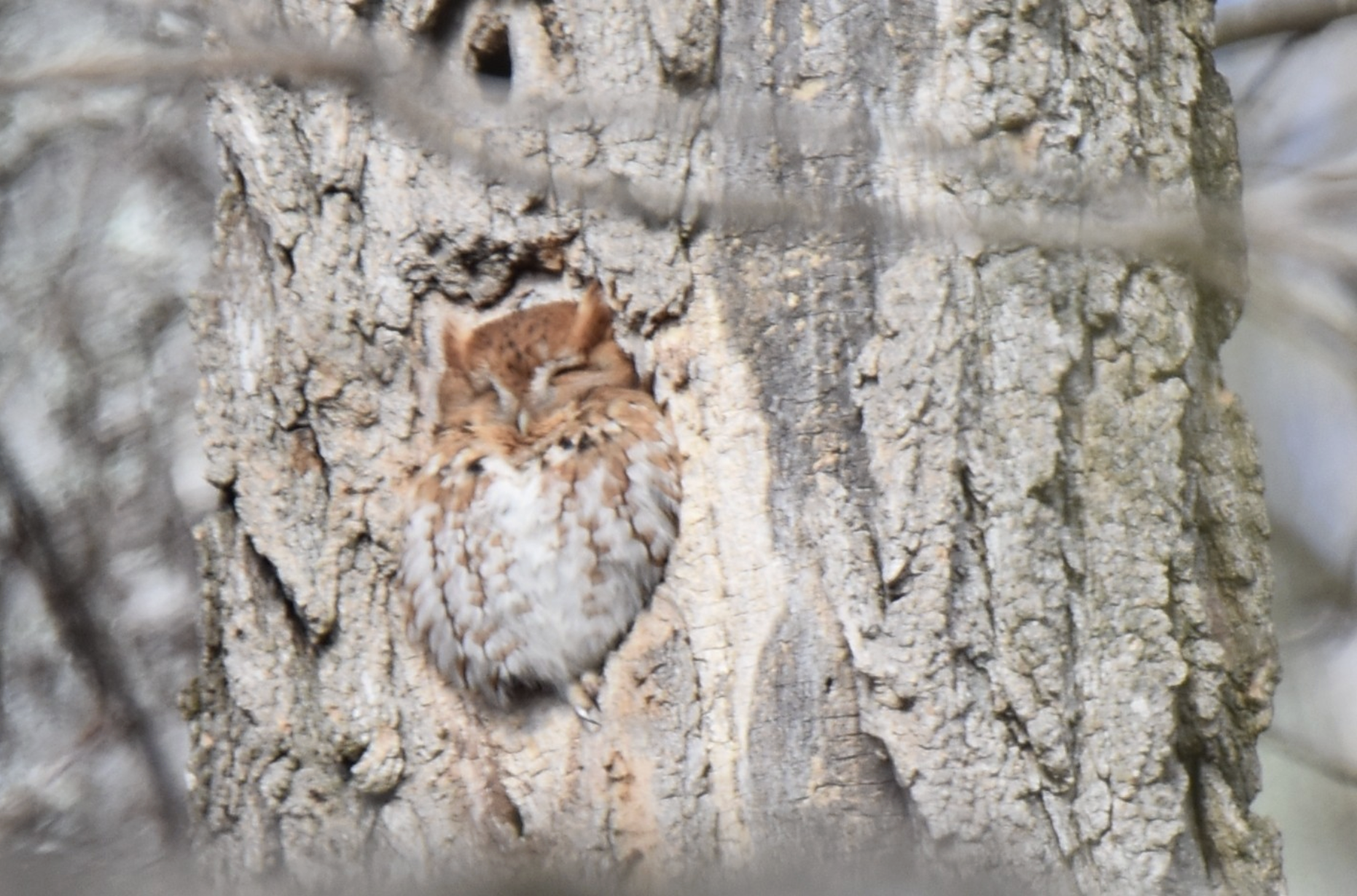 Red morph screech owl taking a nap in the sun