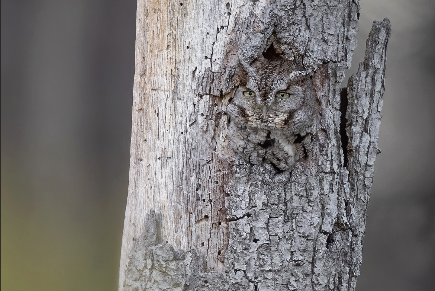 Grey morph screech owl camouflaged in a cavity nest