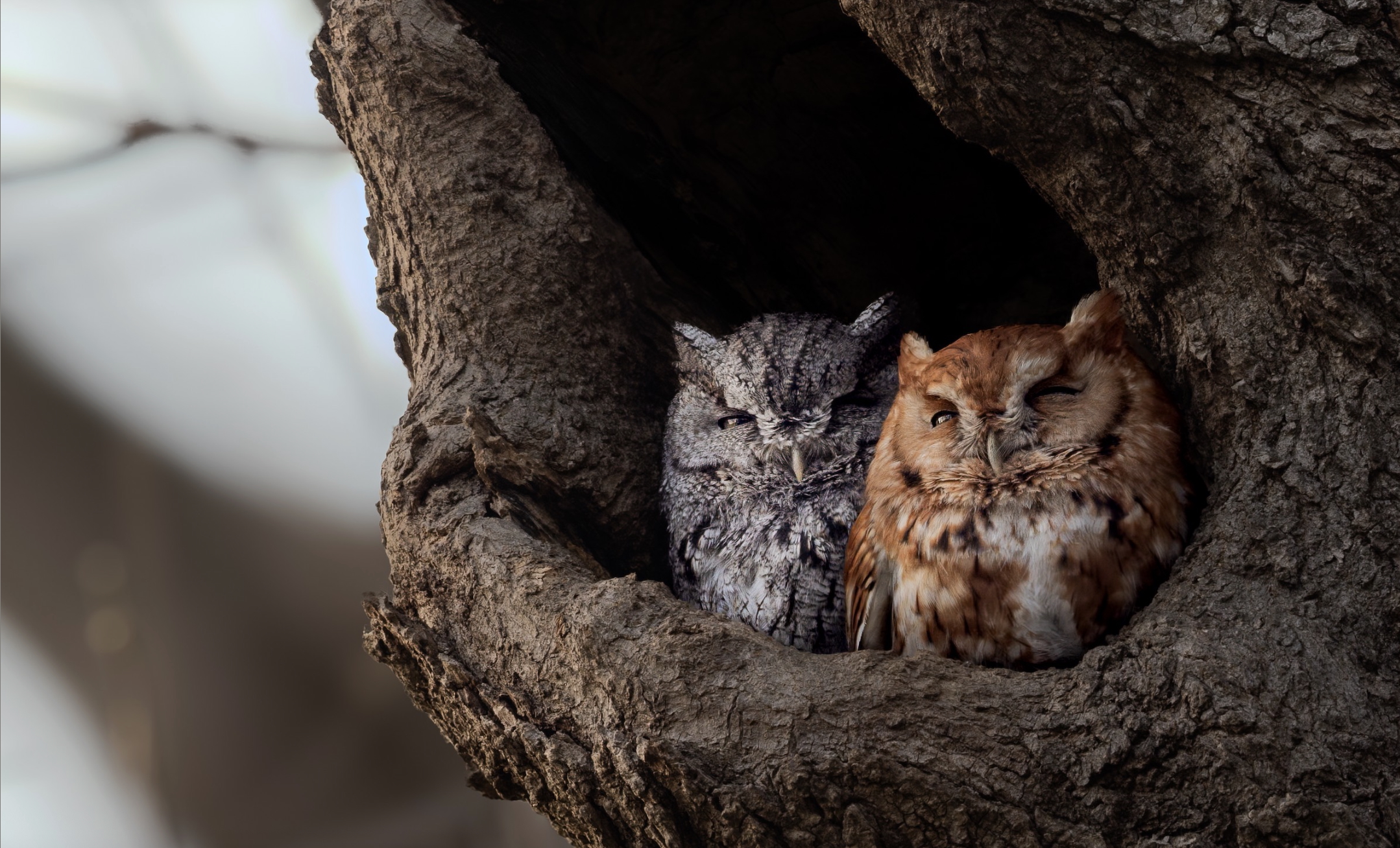 Eastern Screech Owl perched on a brand at Blue Rock Park