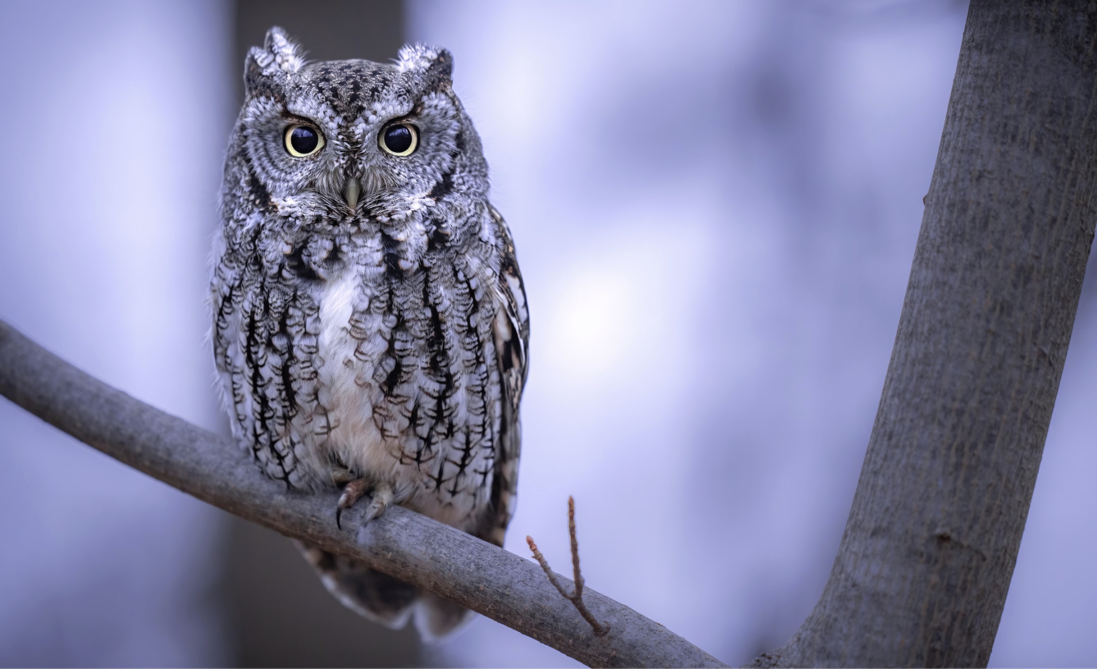 grey morph on branch