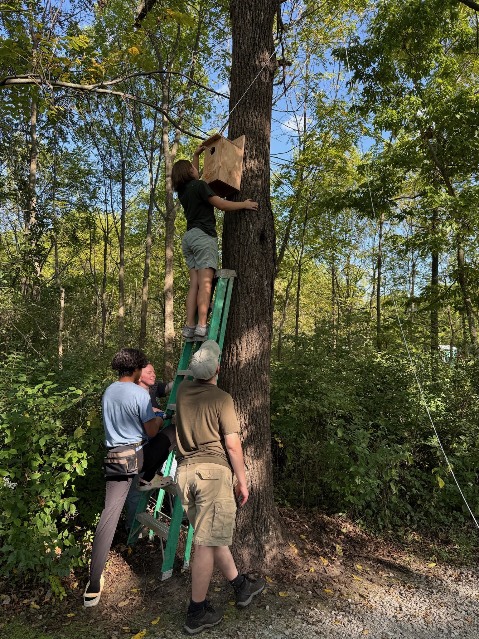 owl box installation